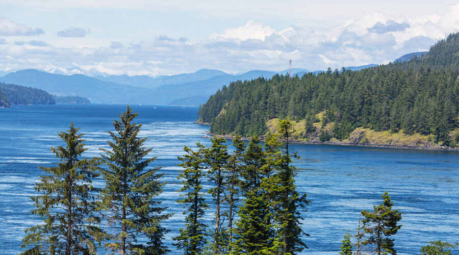 BC’s Reforestation Project