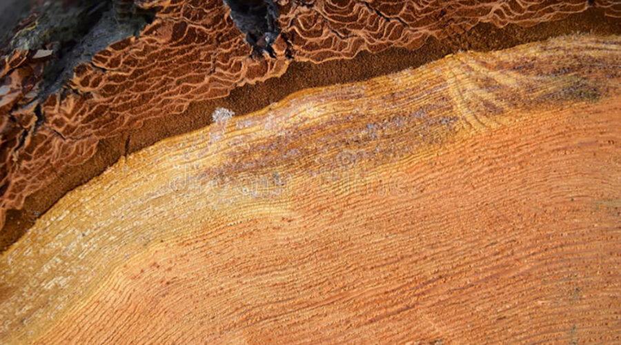 Understanding the Strength Behind Every Beam