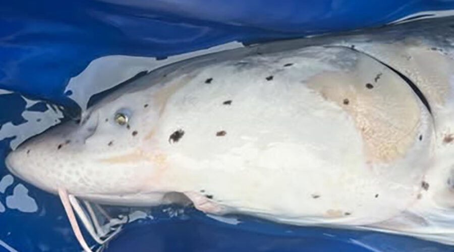 Sturgeon With Black Spots on Them