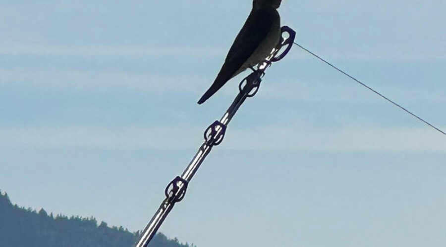 Swallows on a Rod Tip