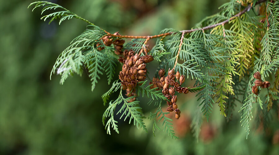 The Life Story of Western Red Cedar (Thuja plicata)
